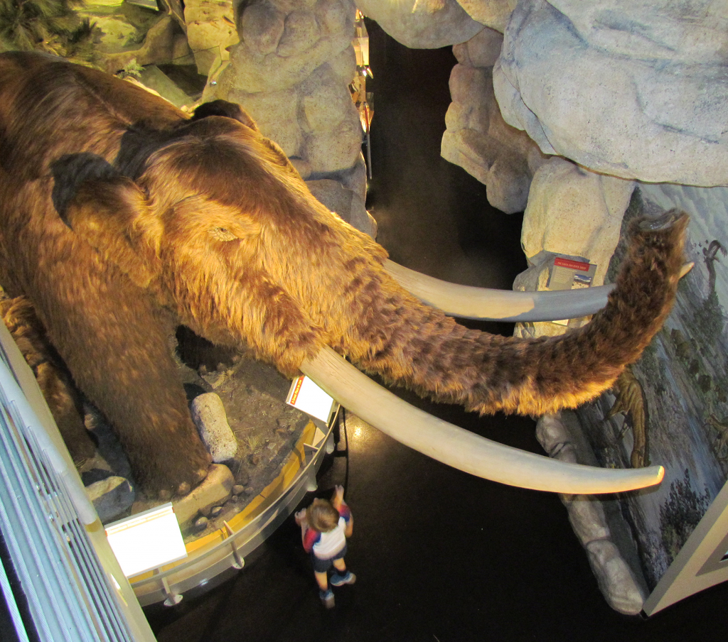 Overhead view of mastodon in the main museum.
