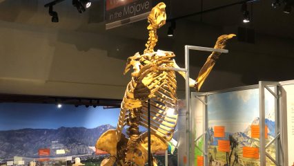Giant sloth bones