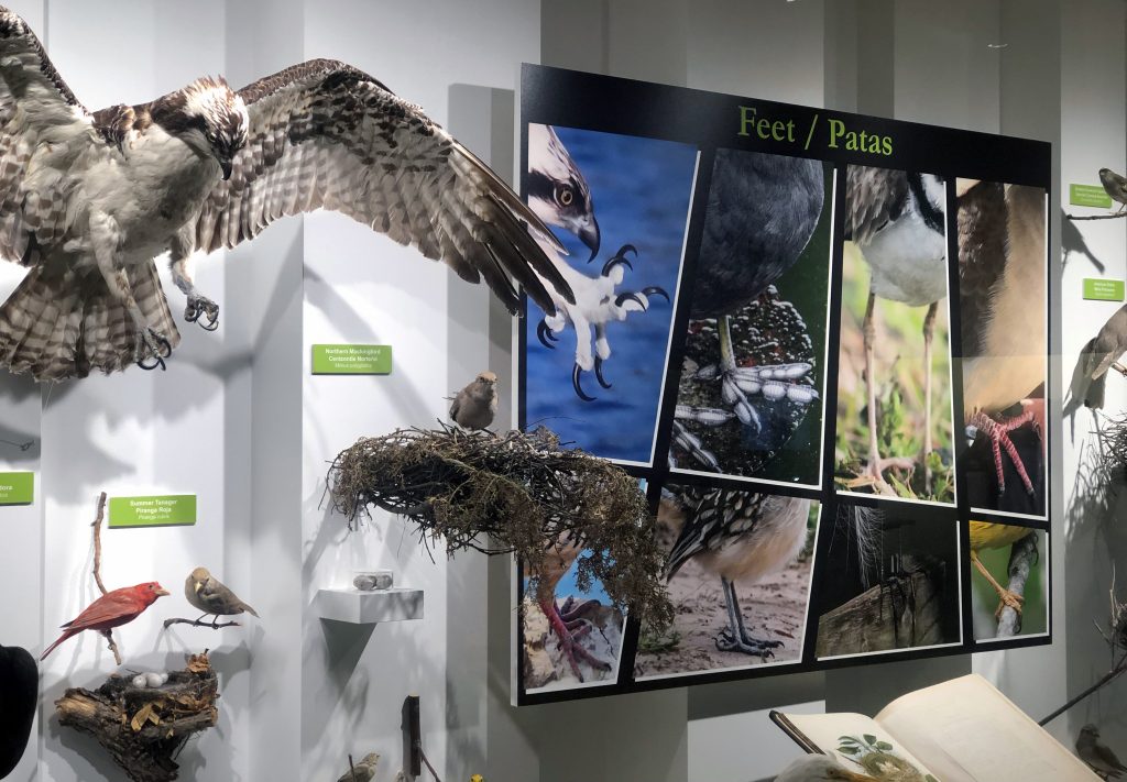 A stuffed owl on the left is seen with wings in flight with smaller bird and nests around it in a display at the museum.