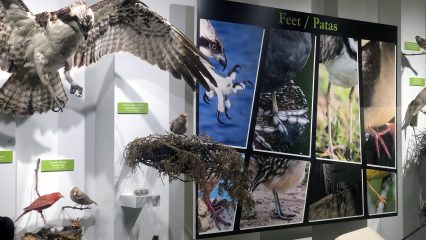Various birds in Biodiversity Hall
