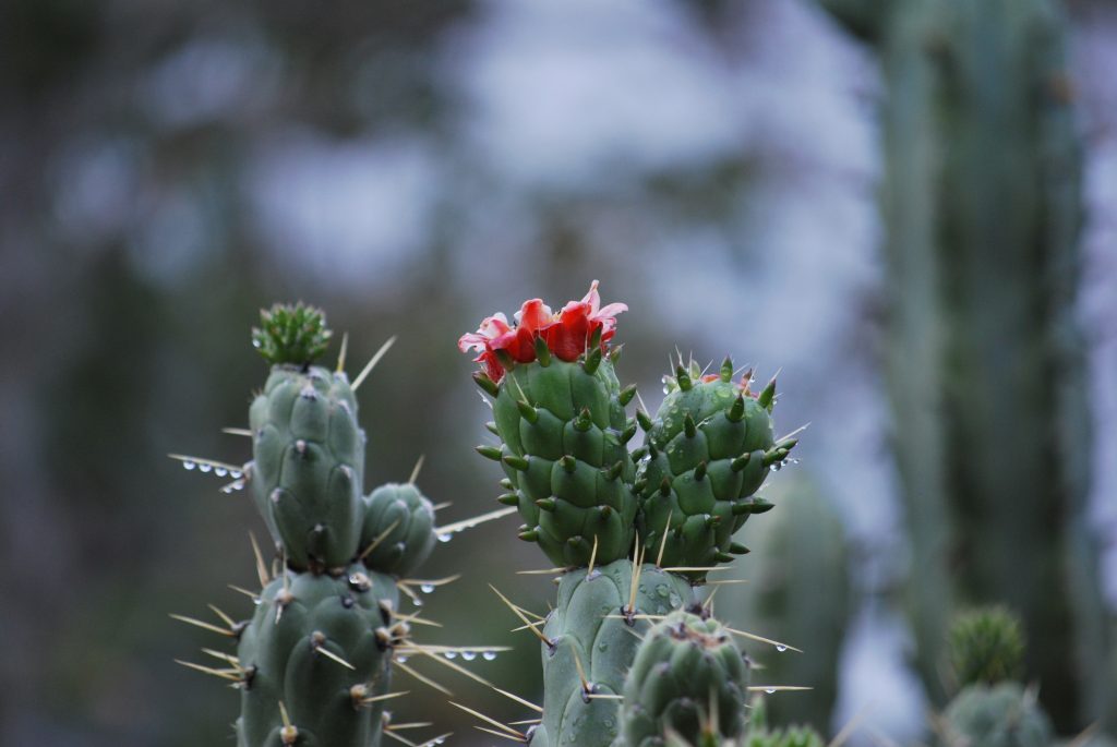 A landscape photo of a desert cactus in bloom.