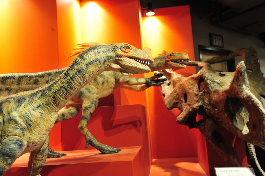 A photo of dinosaur replicas are seen on display in the museum.
