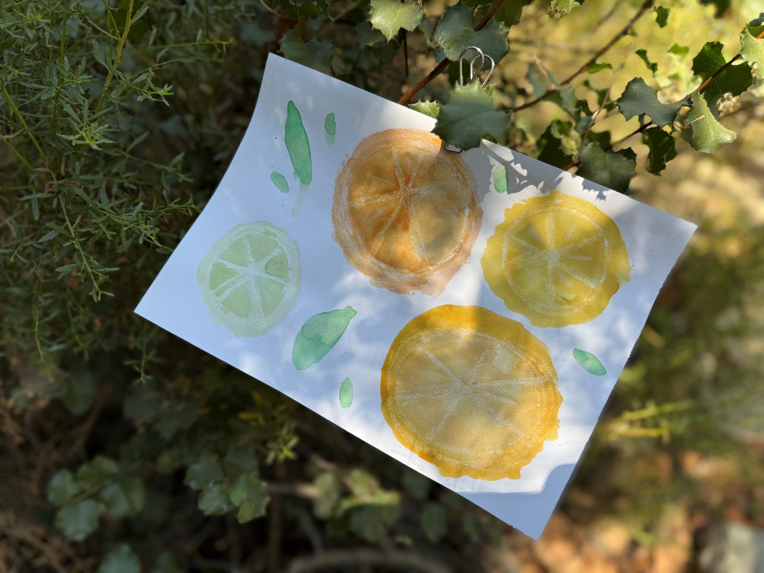 A painting of oranges, limes, and lemons using a technique called color resisting.