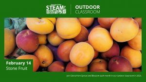 A close-up of assorted stone fruits, mostly apricots and peaches, in varying shades of orange, yellow, and red, arranged tightly together.