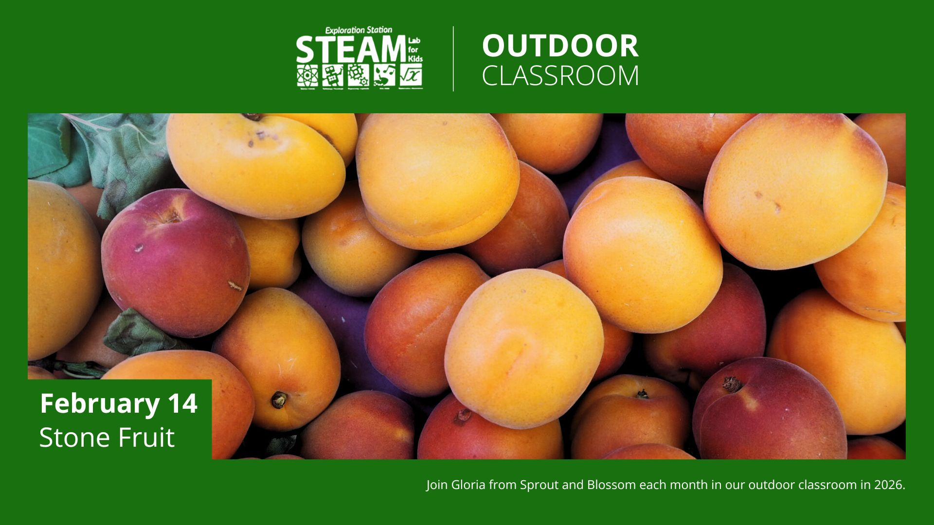 A close-up of assorted stone fruits, mostly apricots and peaches, in varying shades of orange, yellow, and red, arranged tightly together.