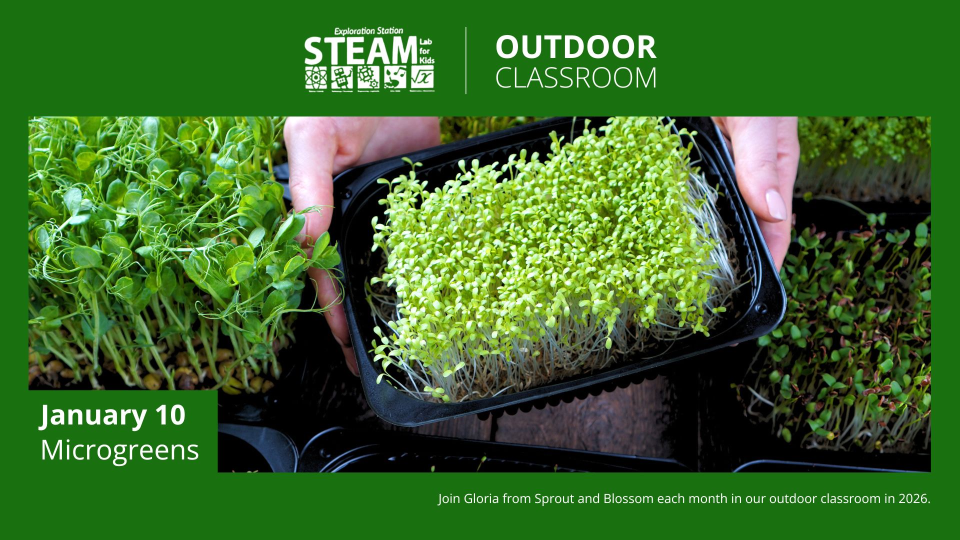 A person holds a tray of green microgreens surrounded by other trays in an outdoor gardening setting, promoting a STEAM Lab for Kids event about microgreens on January 10.