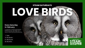 Close-up of two great grey owls with piercing yellow eyes against a black background, promoting "Love Birds" STEAM Saturday events in February, themed around birds and their connections.