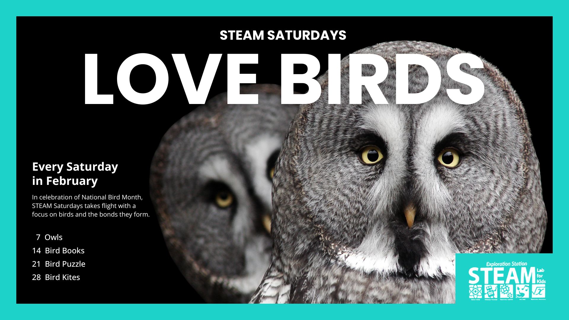Close-up of two great grey owls with piercing yellow eyes against a black background, promoting "Love Birds" STEAM Saturday events in February, themed around birds and their connections.