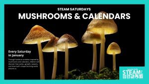 A group of glowing mushrooms with translucent stems and golden caps stands against a black background, surrounded by moss. White text announces “STEAM Saturdays: Mushrooms & Calendars,” with program details for January events aimed at children.