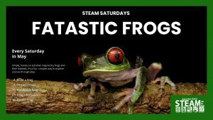 Promotional banner for “Steam Saturdays: Fatastic Frogs” featuring a red-eyed tree frog on a branch, with May dates and hands-on science activities listed.