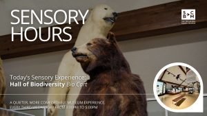 Sensory Hours graphic featuring taxidermy bears and a Hall of Biodiversity bio cart exhibit at the museum.