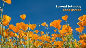 A low-angle view of a field of bright orange California poppies in full bloom against a clear blue sky. Text in the top right corner reads “Second Saturday Seed Bombs.”