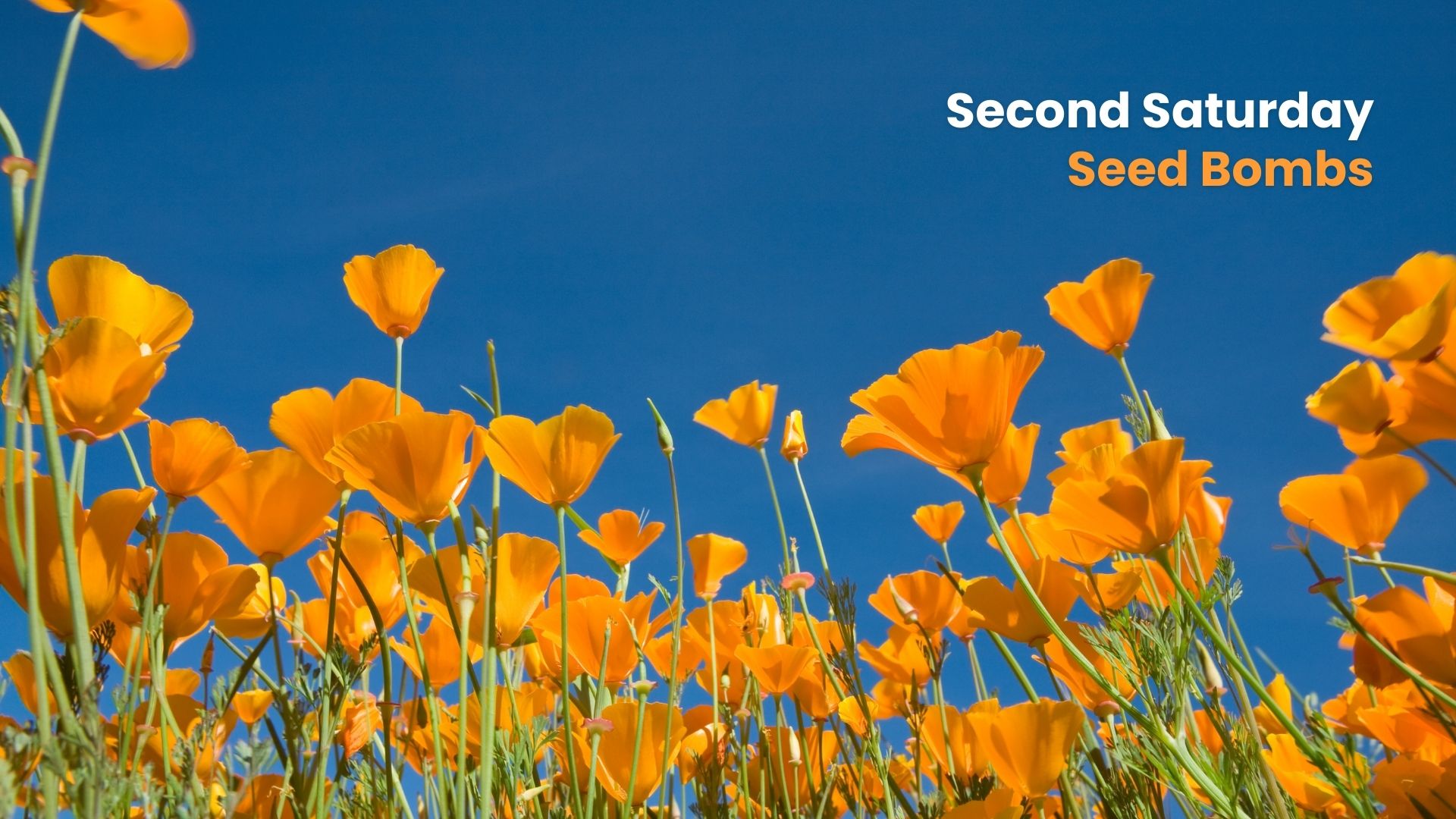 A low-angle view of a field of bright orange California poppies in full bloom against a clear blue sky. Text in the top right corner reads “Second Saturday Seed Bombs.”
