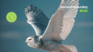 A snowy owl in mid-flight against a clear blue sky, with wings spread wide and black markings visible on its feathers. A green emblem reads “National Bird Feeding Month,” and text in the corner says “Second Saturday Birds.”