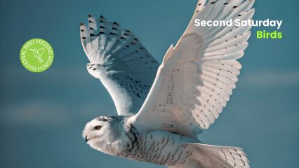 A snowy owl in mid-flight against a clear blue sky, with wings spread wide and black markings visible on its feathers. A green emblem reads “National Bird Feeding Month,” and text in the corner says “Second Saturday Birds.”