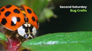Close-up of a ladybug on a green leaf with event text “Second Saturday Bug Crafts.”